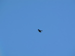 SX24817 Red kite (Milvus milvus).jpg